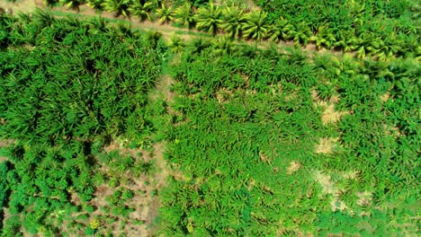 4k-drone-top-down-view-of-small-tropical-palm-tree-plantation-with-dirt-roads-leading-through-it,-in-the-Caribbean