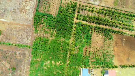 4K-Drohne-Von-Oben-Nach-Unten-Rotierend,-Enthüllt-Eine-Kleine-Tropische-Palmenplantage-In-Der-Karibik