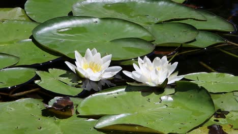 Two-White-Water-Lily-flowers.-Summer.-England.-UK