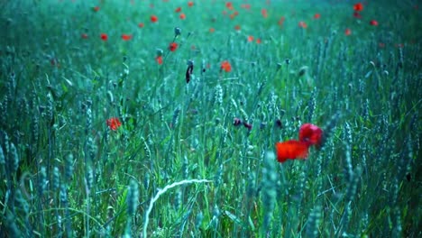 field-with-poppies-drain-through-which-the-wind-goes