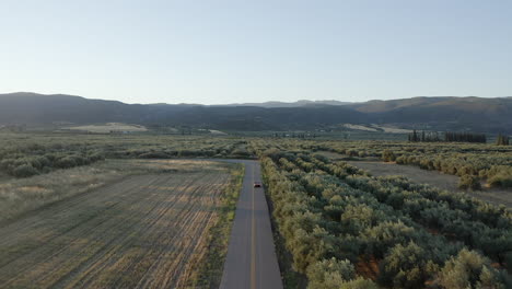 Aerial-follows-convertible-car-driving-beside-olive-grove-in-Greece