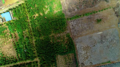 4k-drone-top-down-view-of-small-tropical-palm-tree-plantation-in-the-Caribbean,-sunlight-sweeping-in-with-cloud-shadow
