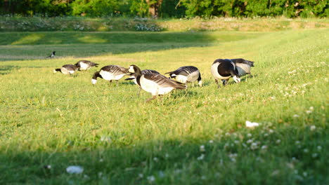 Group-of-Barnacle-Geese-enjoying-fresh-Grass,-Static-Shot