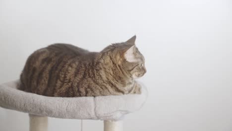 Furry-Gray-Striped-Cat-Resting-Over-Animal-Bed-In-White-Backdrop