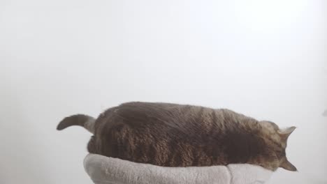 Playful-Domestic-Cat-Lie-Down-On-Animal-Bed-Cushion