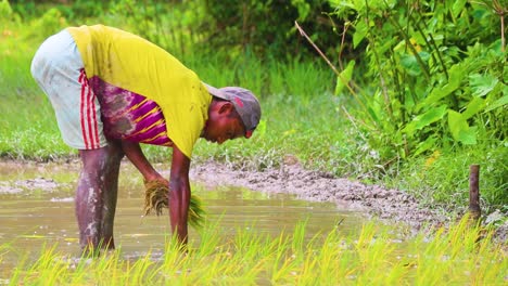 Sylhet-Hombre-Plantando-Plántulas-De-Arrozales-Trabajando-En-El-Campo-Húmedo-De-Tierras-De-Cultivo-De-Bangladesh