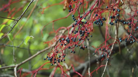 Dark-blue-berries-of-the-five-leaved-ivy-cling-to-the-bright-red-branches