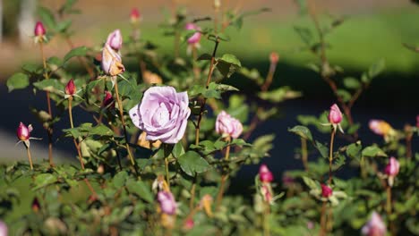 Hermosas-Rosas-Rosadas-En-El-Jardín
