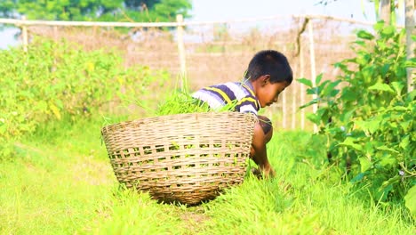 Junger-Junge-Aus-Bangladesch-Pflückt-Getreide-Mit-Gartensense-Und-Sichel-Neben-Weidenkorb