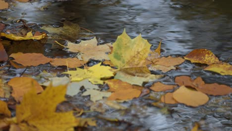 Colorful-fallen-leaves-float-on-the-surface-of-the-shallow-creek