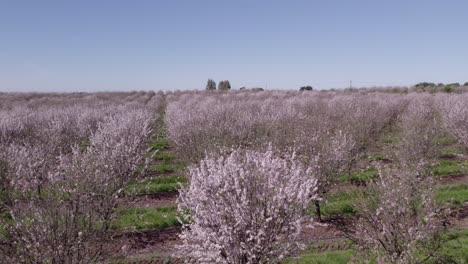 Flying-low-over-almond-trees-in-full-bloom-with-pink-flowers,-aerial