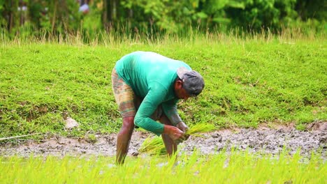 Agricultor-Masculino-Sylhet-Plantando-Plántulas-De-Arrozales-En-La-Plantación-Rural-De-Bangladesh