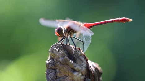Macro-shot-showing-wild-Dragonfly-enjoying-sunlight-in-nature---majestic-insect-in-wilderness,close-up