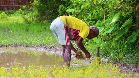 Young-male-Sylhet-farmer-planting-rice-paddy-field-seedlings-in-the-Bangladesh-countryside