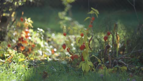 Wunderschöne-Laternenartige-Physalisblüten-Im-Kleinen-Garten