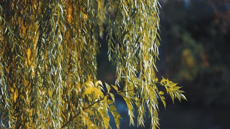 A-weeping-willow-on-the-bank-of-the-small-pond-in-the-city-park