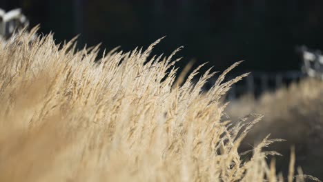 A-close-up-view-of-dry-grass-ears,-their-ethereal-presence-illuminated-against-a-hazy,-blurred-environment
