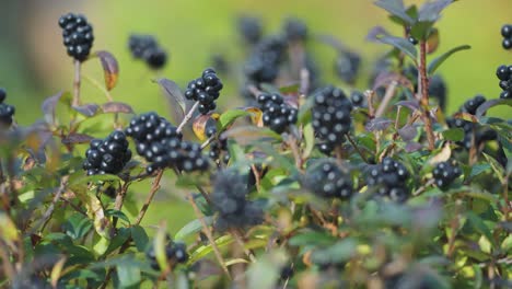 Black-berries-on-the-slender-branches