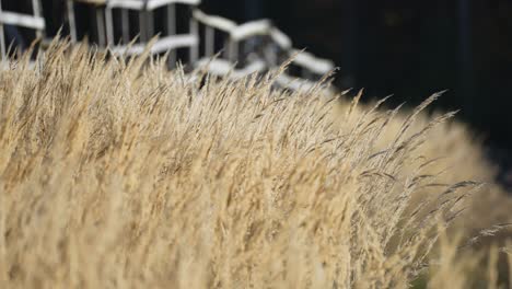 A-close-up-shot-of-dry-grass-ears,-their-delicate-structure,-and-muted-colors-standing-out-against-a-beautifully-blurred-background
