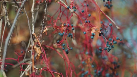 Dunkelblaue-Beeren-Des-Virginia-Creepers-An-Den-Leuchtend-Roten-Zweigen