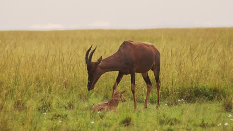 Topi-standing-still-iprotecting-young-newborn-baby-by-mother's-side-staring-at-camera,-African-Wildlife-in-Maasai-Mara-National-Reserve,-Kenya,-Africa-Safari-Animals-in-Masai-Mara-North-Conservancy