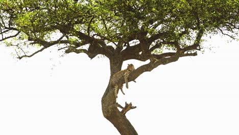 Leopard-in-Africa,-Beautiful-Masai-Mara-Wildlife-Animals,-Lying-on-a-Branch-Up-Resting-Up-an-Acacia-Tree-on-Maasai-Mara-African-Safari-in-Maasai-Mara-National-Reserve,-Kenya