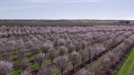 Flying-over-field-of-almond-trees-with-blossom-at-Portugal,-aerial