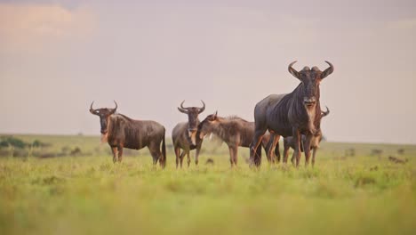 Wildebeest-Herd-Making-Alarm-Call-and-Grazing-Grass-in-Africa-Savanna-Plains-Landscape-Scenery,-African-Masai-Mara-Safari-Wildlife-Animals-in-Maasai-Mara-Savannah-in-Kenya
