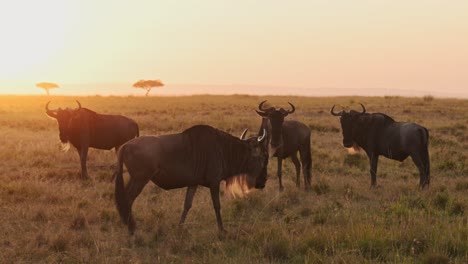 Masai-Mara-Wildebeest-Herd-on-Great-Migration-in-Africa,-Walking-on-Savannah-between-Maasai-Mara-in-Kenya-and-Serengeti-in-Tanzania,-African-Wildlife-Animals-at-Sunrise