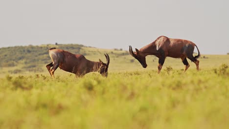 Slow-Motion-of-Topi-Fighting-in-Fight,-African-Wildlife-Animals-in-Territorial-Animal-Behaviour,-Amazing-Behavior-Protecting-Territory-in-Maasai-Mara-National-Reserve,-Kenya,-Africa