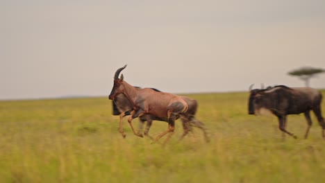 Slow-Motion-Shot-of-Group-of-Topi-and-Wildebeest-running-across-Masai-Mara,-protecting-African-Wildlife-living-together-in-Maasai-Mara-National-Reserve,-Kenya,-Africa-Safari-Animals-conservation