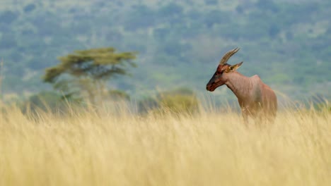Afrikanische-Tierwelt,-Safari-Tier-Im-Hohen-Gras-Der-üppigen-Savanne-Und-Akazienwald-Im-Hintergrund,-Masai-Mara-Nationalreservat,-Kenia,-Afrika-Safari-Tiere-Im-Naturschutzgebiet-Masai-Mara-Nord