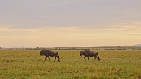 Slow-Motion-of-Africa-Wildebeest-Herd-Walking,-African-Wildlife-Safari-Animals-in-Savannah-Plains-Grassland-Landscape-Scenery-Under-Dramatic-Orange-Sunset-Sky-and-Clouds-in-Savanna-in-Kenya