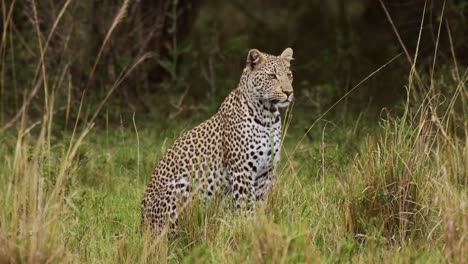 Powerful-leopard-with-beautiful-markings-sitting-peacefully-in-tall-grass,-conserving-natural-wildlife-of-endangered-animals,-African-Wildlife-in-Maasai-Mara,-Kenya,-Africa-Safari-Animals