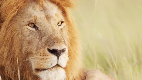 Male-lion-Face-Close-Up-Portrait,-African-Wildlife-Safari-Animal-in-Maasai-Mara-National-Reserve-in-Kenya,-Africa,-Masai-Mara,-Big-Mane-and-Beautiful-Looking-Around-Alert