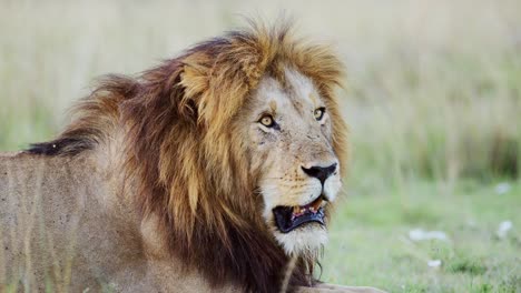 African-Wildlife-of-Male-lion-Close-Up-Portrait-in-Masai-Mara-National-Reserve,-African-Wildlife-in-Kenya,-Africa,-Beautiful-Safari-Animal-in-Maasai-Mara,-Beautiful-Impressive-Big-Five-Animal