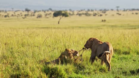 Slow-Motion-Shot-of-Two-lions-play-fighting-with-amazing-beautiful-African-Maasai-Mara-National-Reserve-in-the-background,-Kenya,-Africa-Safari-Animals-in-Masai-Mara-North-Conservancy
