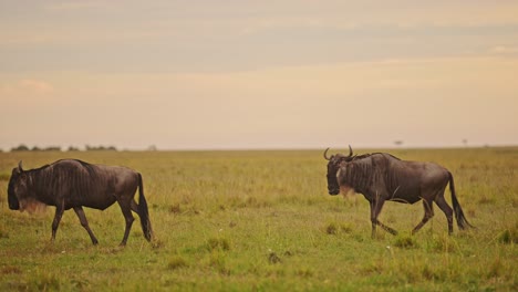 Afrikanische-Gnusherde-Beim-Wandern,-Afrikanische-Wildtiersafaritiere-In-Savannenebenen,-Graslandlandschaft-Unter-Dramatischem-Orangefarbenem-Sonnenuntergangshimmel-Und-Wolken-In-Der-Savanne-In-Kenia