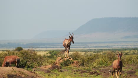 Topi,-Africa-Wildlife-of-Kenya-Animal-in-Beautiful-Landscape-Scenery-in-Masai-Mara,-African-Safari-Scene-with-Dramatic-Mountains-Escarpment-and-Hills-View-in-Maasai-Mara-standing-on-Lookout
