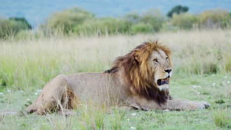 Male-lion-in-Maasai-Mara-National-Reserve-in-Kenya,-Africa,-Beautiful-African-Wildlife-on-Safari-in-Masai-Mara,-Mara-North-Conservancy,-Big-Five-Animal-Lying-on-Ground