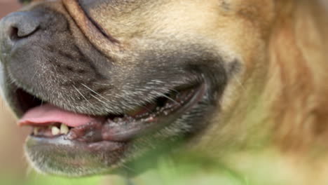 Französische-Bulldogge-Keucht-Mit-Herausgestreckter-Zunge