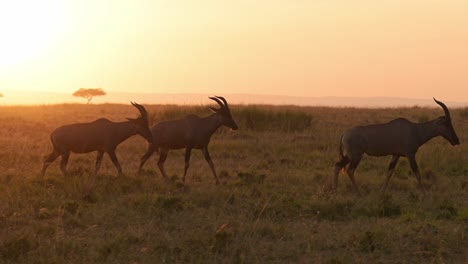 Zeitlupe-Der-Afrikanischen-Tierwelt-Bei-Sonnenuntergang,-Kenia-Wildtiersafaritiere-In-Afrika,-Topi-Spaziergang-Bei-Sonnenaufgang-Im-Wunderschönen-Orange-goldenen-Sonnenlicht-In-Der-Savannenlandschaft