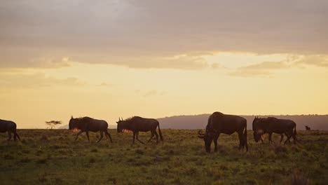 Slow-Motion-of-Wildebeest-Herd-Great-Migration-in-Africa,-Walking-Savanna-Plains-in-Dramatic-Orange-Sunset-Clouds-and-Sky-in-Masai-Mara-Savannah,-Kenya,-African-Wildlife-Safari-Animals