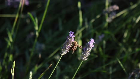 Wasp-is-collecting-pollen-from-a-lavender-flower-in-slow-motion