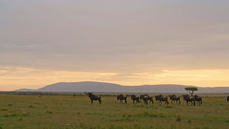 Rebaño-De-ñus-Gran-Migración-En-áfrica,-Caminatas-Por-Llanuras-Y-Sabana-Al-Atardecer-Bajo-Dramáticas-Nubes-Tormentosas-Y-Cielo-Al-Atardecer-Naranja-En-Temporada-De-Lluvias-En-Sabana-En-Maasai-Mara,-Kenia