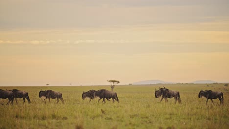Cámara-Lenta-De-La-Vida-Silvestre-Africana-De-La-Manada-De-ñus-Caminando,-Animales-De-Safari-Maasai-Mara-En-Las-Llanuras-De-La-Sabana-Paisaje-De-Pastizales-En-El-Espectacular-Cielo-Naranja-De-La-Puesta-De-Sol-Y-Las-Nubes-En-Kenia