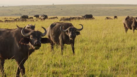 Slow-Motion-of-African-Buffalo-Herd,-Africa-Animals-on-Wildlife-Safari-in-Masai-Mara-in-Kenya-at-Maasai-Mara-National-Reserve,-Beautiful-Golden-Hour-Sunlight-Light-in-Savannah-Scenery