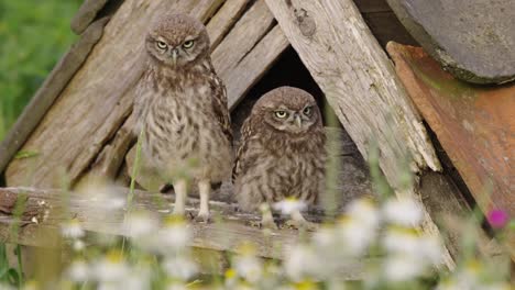 Two-Baby-Owls-Perched-Outside-an-owl-Box,-Owl-House,-Mother-Flying,-Landing,-Feeding-Her-Babies,-Close-Up-Slow-Motion