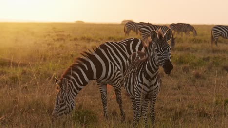 Zebra-Herd-in-Beautiful-Golden-Hour-Sunset-Sun-Light,-Africa-Animals-on-Wildlife-Safari-in-Masai-Mara-in-Kenya-at-Maasai-Mara-National-Reserve,-Steadicam-Tracking-Gimbal-Following-Shot