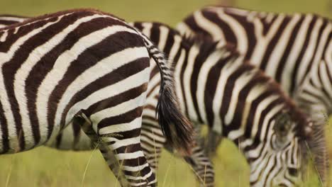 Herde-Zebras-Aus-Nächster-Nähe,-Details-Beim-Grasen-Auf-Den-Gräsern-Der-üppigen-Afrikanischen-Savanne,-Tierwelt-Im-Masai-Mara-Nationalreservat,-Kenia,-Afrika-Safaritiere-Im-Naturschutzgebiet-Masai-Mara-Nord